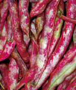Borlotti beans Borlotti beans