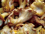 Chanterelle mushrooms Chanterelle mushrooms