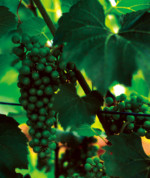 Collio vineyards Collio vineyards