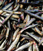 Sardoni barcolani (European anchovies) Sardoni barcolani (European anchovies)