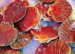 Capesante (scallops) Capesante (scallops)