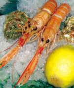 Scampi (langoustines) Scampi (langoustines)