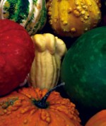 Winter squash Winter squash